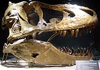 A Tarbosaurus koponyája