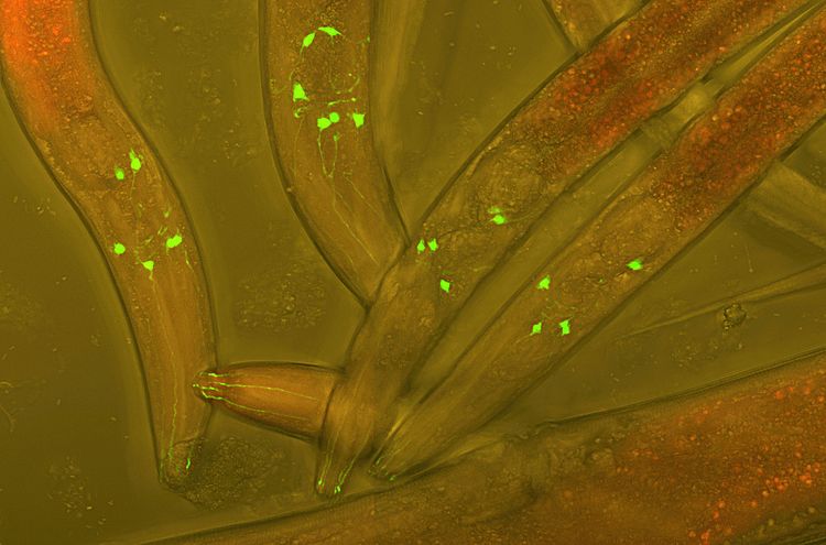 Визуализация развития нервной системы с помощью зелёного флуоресцентного белка, экспрессированного в нейронах червей вида Caenorhabditis elegans.