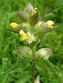 Exemple de bractées : Petit rhinanthe