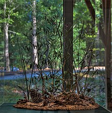 Clematis socialis exhibit at Callaway Gardens