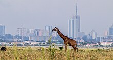 A giraffe with a beautiful background of Nairobi City Skyline