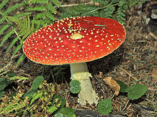 Amanita muscaria 01.jpg