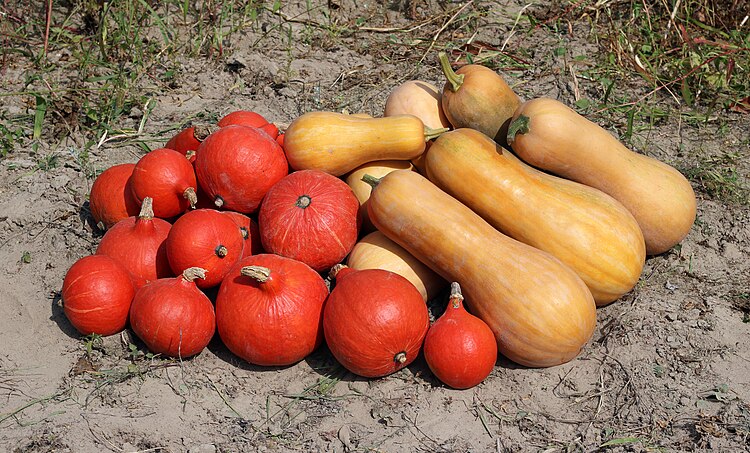 Тыквы гигантские Cucurbita maxima (тёмно-оранжевые) и тыквы мускатные Cucurbita moschata (жёлто-оранжевые). Спелые плоды во время уборки урожая