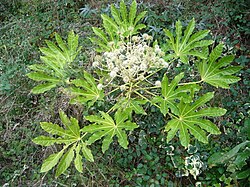 Fatsia japonica