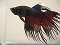 Hector betta splendens