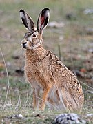 Brown hare