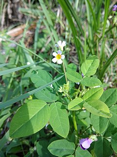 Description de l'image Oxalis barrelieri - Calincing tanah - Lengkongwetan 2020 4.jpg.