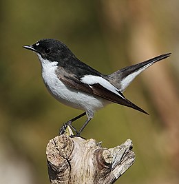 Kormos légykapó (Ficedula hypoleuca)