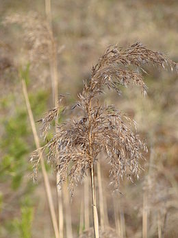 Paprastoji nendrė (Phragmites australis)