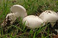 Amanita ovoidea