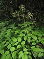 Aralia glabra