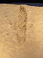 Archaeopteryx, Konturfeder