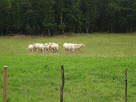 Les vaches de race charolaise en 2008.