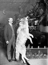 photo of Breckenridge naturalist Edwin Carter standing next to a taxidermied gray wolf killed in the Colorado Rockies, circa. 1890–1900.