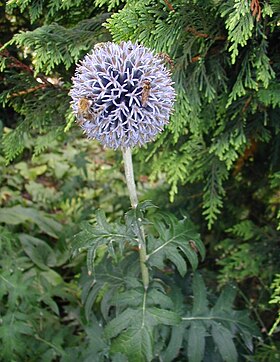 Glatbladet tidselkugle (Echinops ritro) Foto: Sten Porse