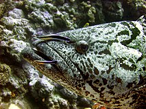 Epinephelus tukula