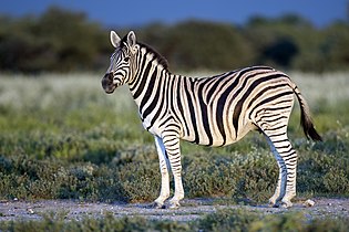'n Bontkwagga in die Nasionale Etoshawildtuin, Namibië.