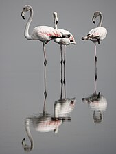 Phoenicopterus roseus at the lake of Tunis, Tunisia El Golli Mohamed