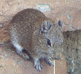 Wezelcavia