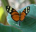 Heliconius ismenius clarescens, rugzijde