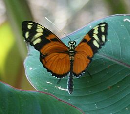 Heliconius ismenius