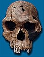 Fosilizirana lubanja Homo habilisa