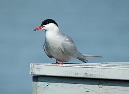 Речная крачка (Sterna hirundo)