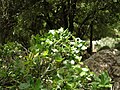 Bosc mediterrani a Israel (Galilea superior)