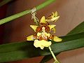 Margoji oncidija (Oncidium sphacelatum)