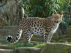 アムールヒョウ Panthera pardus orientalis
