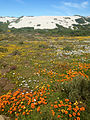 Spring flowers in the Postberg area as they appear from August to September