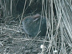 lapin gris en boule à museau rond, yeux noirs et oreilles moyennes