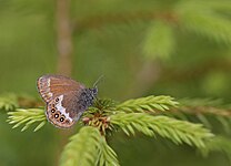 Herorandøje Coenonympha hero