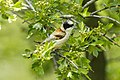 White-crowned penduline-tit