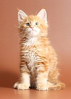 A red tabby kitten with large paws