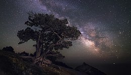 Juniper tree in Zakaznik Novyi Svit. Crimea (Ukrainian territory de facto controlled by Russia) Photo by