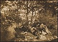 Chêne et rochers, Gustave Le Gray, 1849–52, H. 25 cm. Papier salé d'après un négatif sur papier ciré sec. Metropolitan Museum of Art.