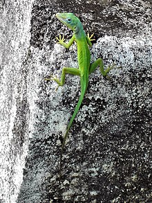 Anolis marmoratus.jpg