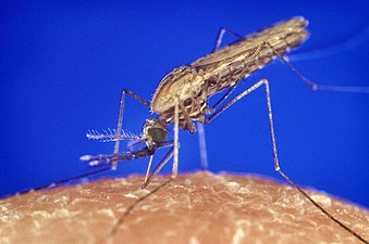 Anopheles gambiae female mosquito feeding.