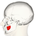 Posizione del muscolo buccinatore (in rosso)