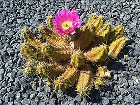 Echinocereus pentalophus -piirikaktus.