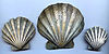 Chesapecten jeffersonius