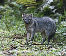 Renard des savanes ou Cerdocyon thous. Outre la pollution, par les métaux lourds[5], la principale menace connue est celle d'infections en provenance de chiens domestiques.