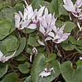 Cyclamen persicum