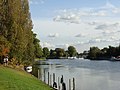 Image 9The lower end of the Staines-upon-Thames reach of the Thames, showing typical trees of the next reach and Penton Hook Island, a small nature reserve. (from Portal:Surrey/Selected pictures)