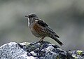 Havasi szürkebegy (Prunella collaris)