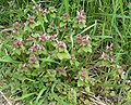 Red Dead-nettle (Lamium purpureum)