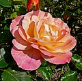 Rosa 'Girona' (Pedro Dot, 1936). En el San Jose Heritage Rose Garden, California.