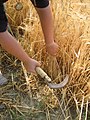 Taglio del grano con riproduzione di un falcetto in bronzo, Parco della Terramara di Montale