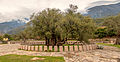 "Olea europea”, a 2000 year old tree.